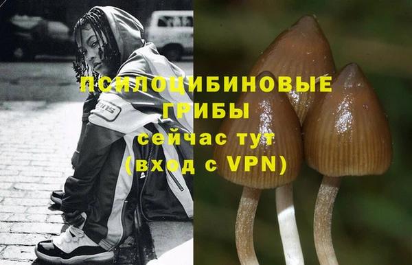 PSILOCYBIN Корсаков